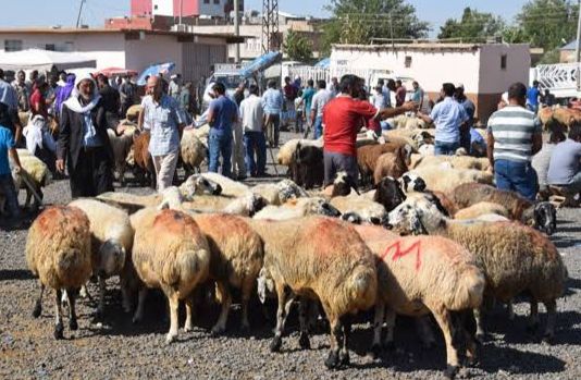 Viranşehir’e hayvan pazarı
