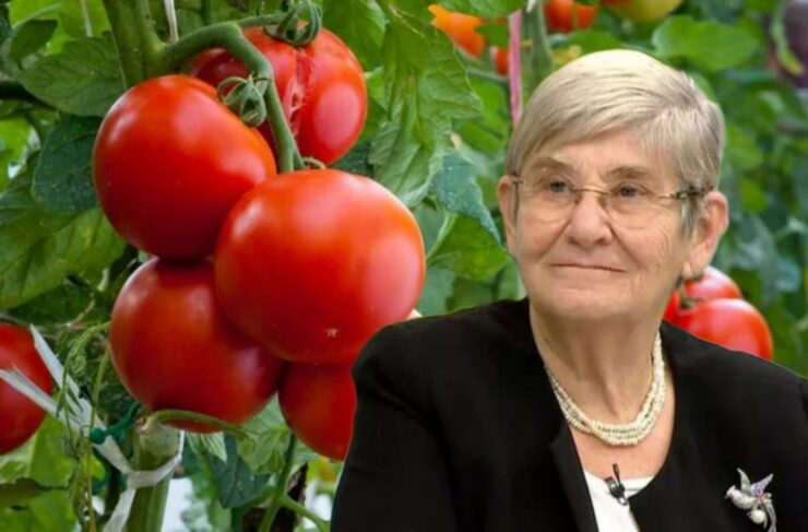 Canan Karatay’dan domates uyarısı! – Bizim Haber Ajansı