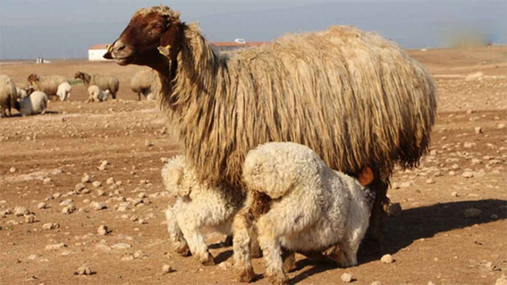 Şanlıurfa’daki koyun sayısı belli oldu
