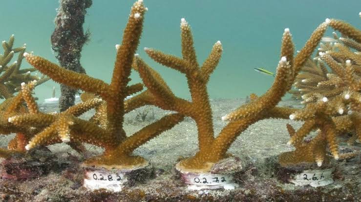 Denizdeki ısınma Florida’da insan eliyle yetiştirilen mercanların çoğunu öldürdü