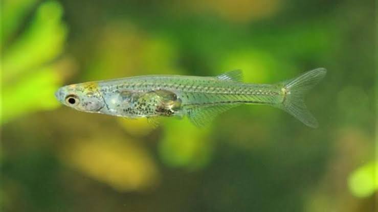 12 mm’lik balığın havalı matkap kadar ses çıkarabildiği belirlendi