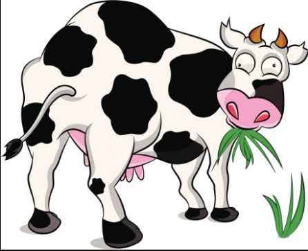 Genetiği değiştirilmiş inek insan insülini içeren süt üretiyor