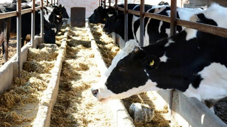 Toplanan inek sütü miktarı arttı