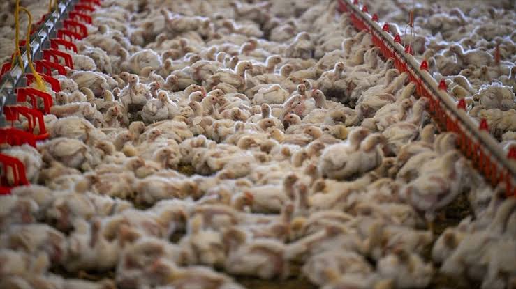 Ocak’ta 203 bin ton tavuk eti üretildi