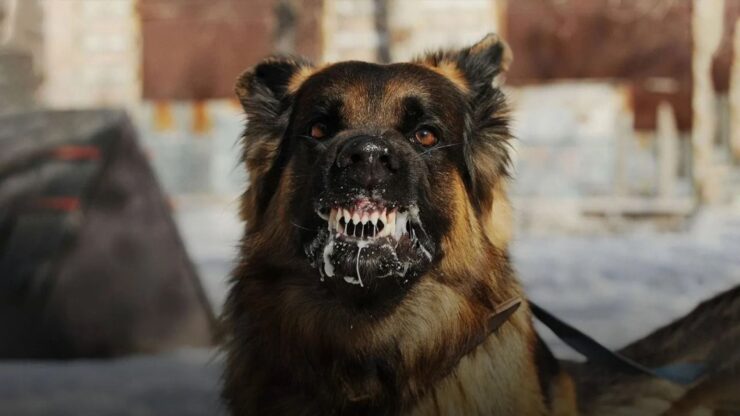 Bozova’da sokak köpekleri küçük kıza saldırdı