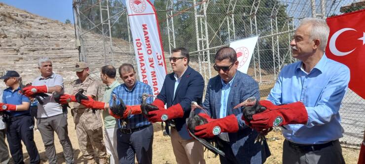 Urfa Haberleri Koruma altındaki kelaynaklardan 30’u doğaya bırakıldı